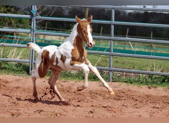 Paint Horse, Étalon, 1 Année, 153 cm, Champagne