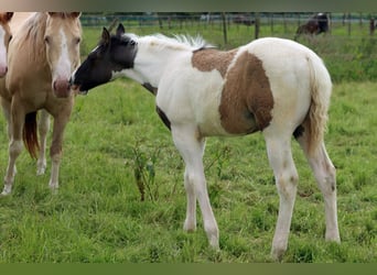 Paint Horse, Étalon, 1 Année, 153 cm, Grullo