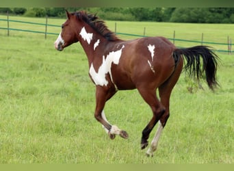 Paint Horse, Étalon, 1 Année, 153 cm, Overo-toutes couleurs