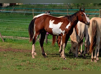 Paint Horse, Étalon, 1 Année, 153 cm, Overo-toutes couleurs