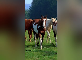 Paint Horse, Étalon, 1 Année, 153 cm, Overo-toutes couleurs