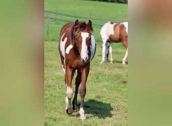 Paint Horse, Étalon, 1 Année, 153 cm, Overo-toutes couleurs