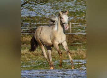 Paint Horse, Étalon, 1 Année, 154 cm, Champagne