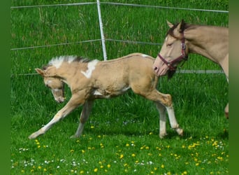 Paint Horse, Étalon, 1 Année, 154 cm, Champagne