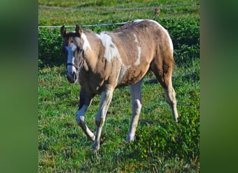 Paint Horse, Étalon, 1 Année, 154 cm, Grullo
