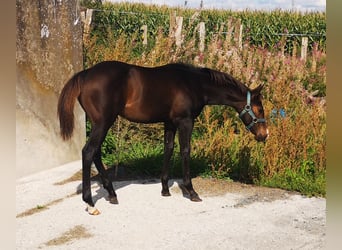 Paint Horse, Étalon, 1 Année, 155 cm, Bai brun foncé