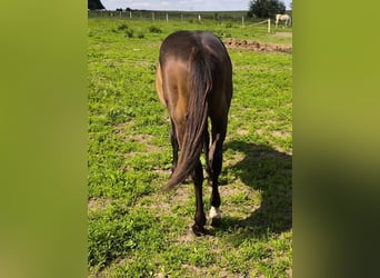 Paint Horse, Étalon, 1 Année, 155 cm, Bai brun foncé