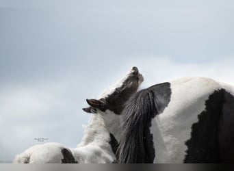 Paint Horse Croisé, Étalon, 1 Année, 155 cm, Pinto