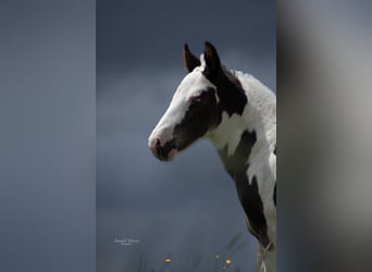 Paint Horse Croisé, Étalon, 1 Année, 155 cm, Pinto