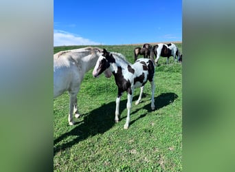 Paint Horse Croisé, Étalon, 1 Année, 155 cm, Pinto