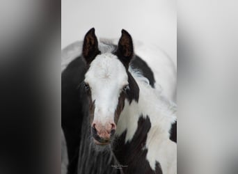 Paint Horse Croisé, Étalon, 1 Année, 155 cm, Pinto