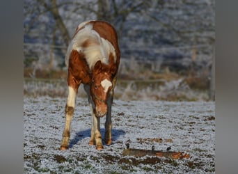 Paint Horse, Étalon, 1 Année, 155 cm, Tobiano-toutes couleurs