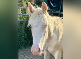 Paint Horse, Étalon, 1 Année, 155 cm, Tovero-toutes couleurs