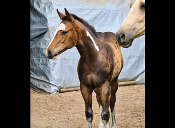 Paint Horse, Étalon, 1 Année, 160 cm, Overo-toutes couleurs