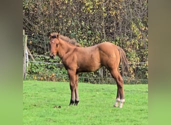 Paint Horse, Étalon, 1 Année, Bai brun foncé