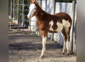 Paint Horse, Étalon, 1 Année, Overo-toutes couleurs