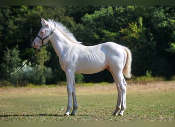 Paint Horse, Étalon, 1 Année, Pinto