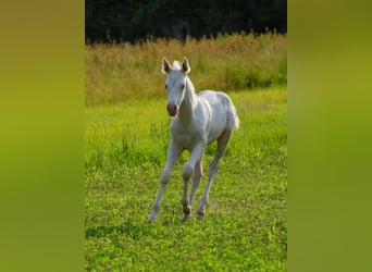 Paint Horse, Étalon, 1 Année, Pinto