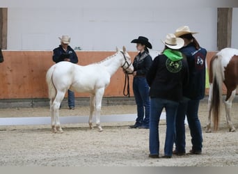 Paint Horse, Étalon, 1 Année, Pinto