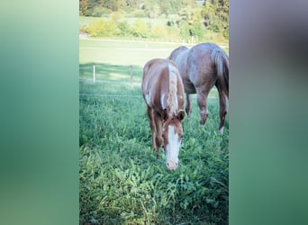 Paint Horse, Étalon, 1 Année, Tobiano-toutes couleurs