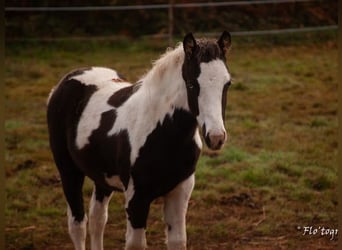 Paint Horse Croisé, Étalon, 1 Année, Tovero-toutes couleurs