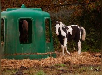 Paint Horse Croisé, Étalon, 1 Année, Tovero-toutes couleurs