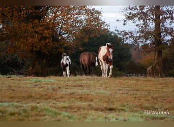 Paint Horse Croisé, Étalon, 1 Année, Tovero-toutes couleurs