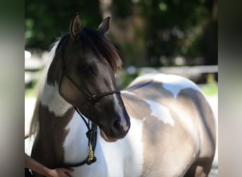 Paint Horse Croisé, Étalon, 1 Année, Tovero-toutes couleurs