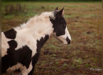 Paint Horse Croisé, Étalon, 1 Année, Tovero-toutes couleurs