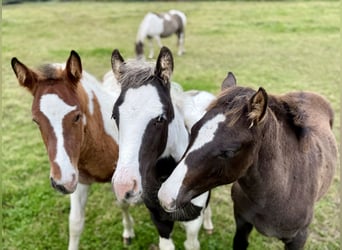 Paint Horse Croisé, Étalon, 1 Année, Tovero-toutes couleurs