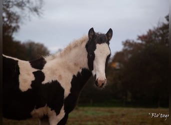 Paint Horse Croisé, Étalon, 1 Année, Tovero-toutes couleurs