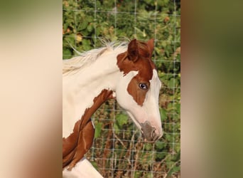 Paint Horse, Étalon, 1 Année, Tovero-toutes couleurs