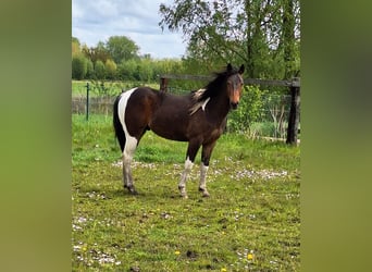 Paint Horse, Étalon, 2 Ans, 145 cm, Tobiano-toutes couleurs