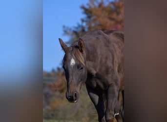 Paint Horse, Étalon, 2 Ans, 148 cm, Alezan brûlé