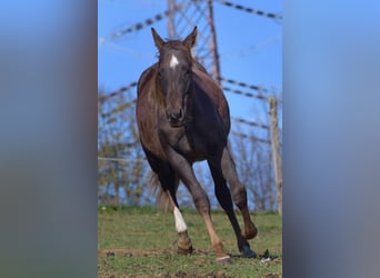 Paint Horse, Étalon, 2 Ans, 148 cm, Alezan brûlé