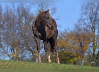 Paint Horse, Étalon, 2 Ans, 148 cm, Alezan brûlé