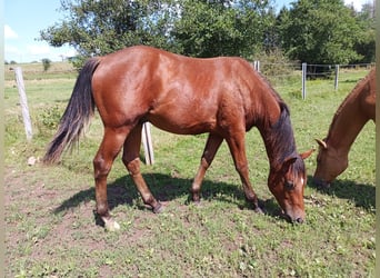 Paint Horse, Étalon, 2 Ans, 150 cm, Bai