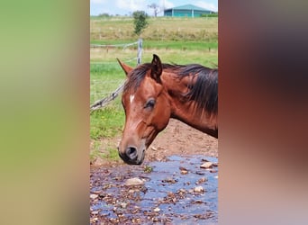 Paint Horse, Étalon, 2 Ans, 150 cm, Bai