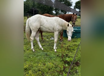 Paint Horse, Étalon, 2 Ans, 150 cm, Perlino