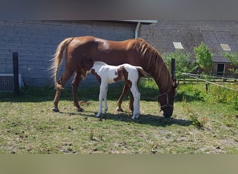 Paint Horse, Étalon, 2 Ans, 150 cm, Tobiano-toutes couleurs