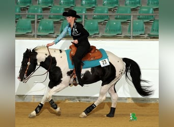 Paint Horse, Étalon, 2 Ans, 150 cm, Tobiano-toutes couleurs