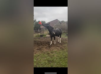 Paint Horse, Étalon, 2 Ans, 150 cm, Tobiano-toutes couleurs