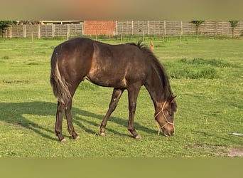 Paint Horse, Étalon, 2 Ans, 152 cm, Bai brun foncé