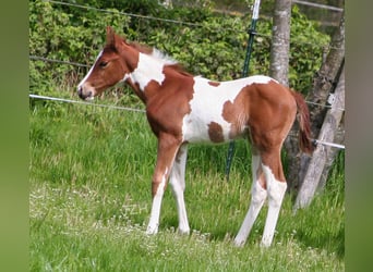 Paint Horse, Étalon, 2 Ans, 154 cm, Alezan brûlé