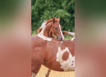 Paint Horse, Étalon, 2 Ans, 154 cm, Alezan brûlé