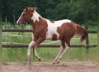 Paint Horse, Étalon, 2 Ans, 154 cm, Alezan brûlé