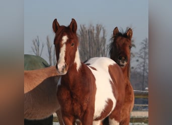 Paint Horse, Étalon, 2 Ans, 154 cm, Alezan brûlé