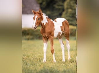 Paint Horse, Étalon, 2 Ans, 154 cm, Alezan brûlé