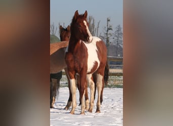 Paint Horse, Étalon, 2 Ans, 154 cm, Alezan brûlé