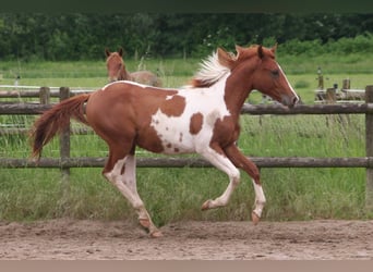 Paint Horse, Étalon, 2 Ans, 154 cm, Alezan brûlé